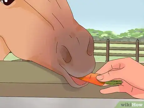 Image titled Teach a Horse to Bow Properly Step 3