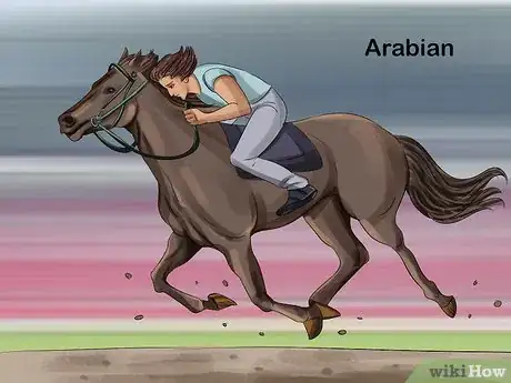 Image titled Choose the Right Breed of Horse for You Step 7