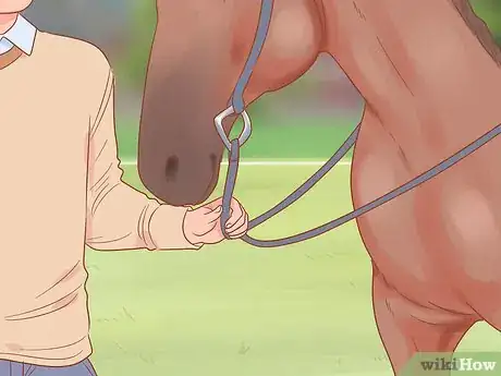 Image titled Get a Horse Under Control Step 11