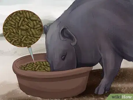 Image titled Have a Potbellied Pig for a Pet Step 11