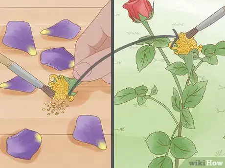 Image titled Breed Purple Roses Step 19