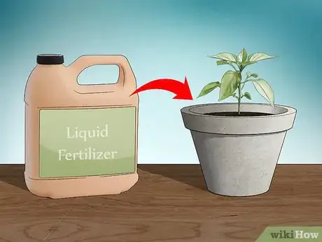 Image titled Grow Jalapenos in a Pot Step 8
