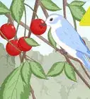 Plant Cherry Seeds