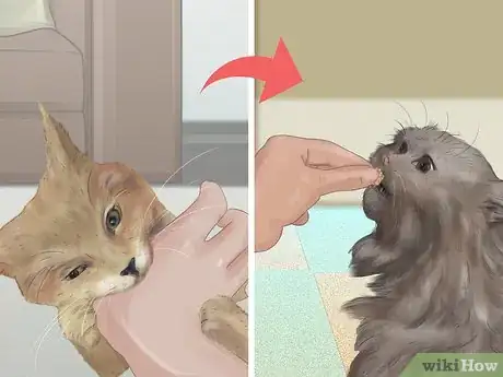 Image titled Socialize Your Kitten Step 9