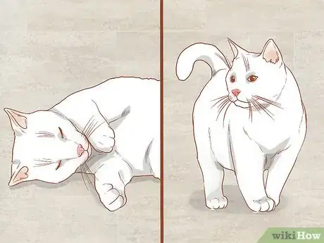 Image titled Photograph Cats Step 11