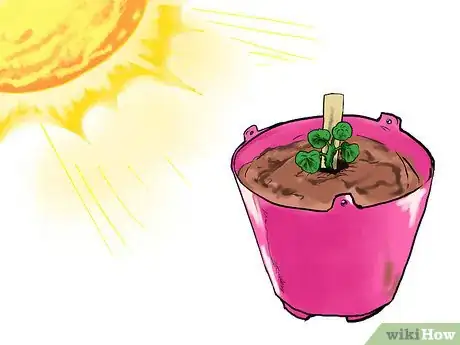 Image titled Grow Geraniums in Pots Step 15
