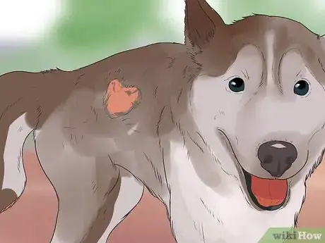 Image titled Diagnose Autoimmune Disorders in Siberian Huskies Step 1
