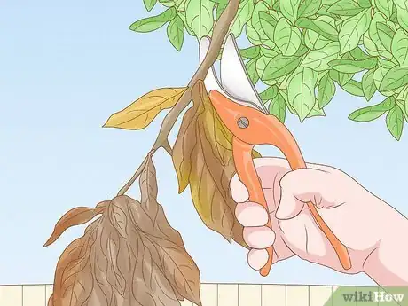 Image titled Keep a Pear Tree Healthy Step 12