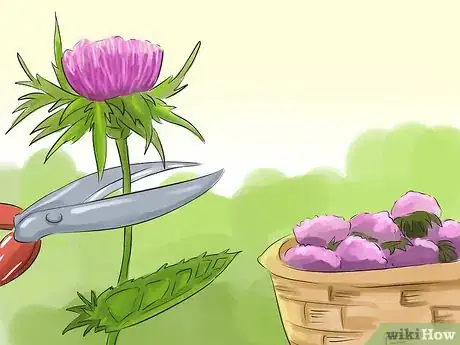Image titled Harvest Milk Thistle Step 3