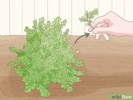 Image titled Care for Creeping Jenny Step 2