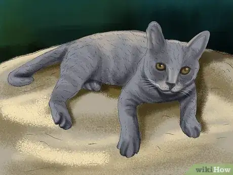 Image titled Care for a Korat Step 14