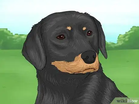 Image titled Identify a Smaland Hound Step 2