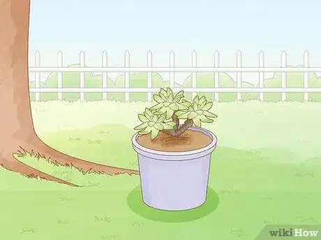 Image titled Cover Plants in the Winter Step 8