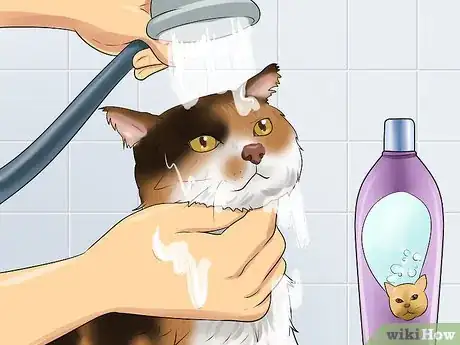 Image titled Take Care of an American Wirehair Cat Step 2