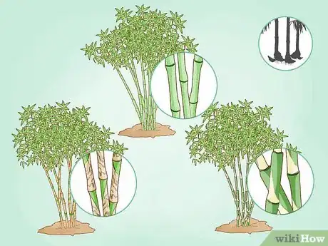 Image titled Buy Bamboo Step 2
