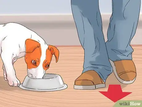 Image titled Get Your Dog to Stop Growling at You when Eating Step 1