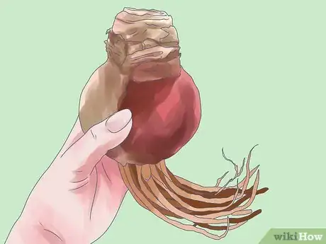 Image titled Care for Amaryllis Flowers Step 1