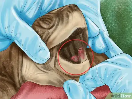 Image titled Diagnose Vitamin a Deficiency in Reptiles Step 5