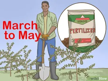 Image titled Grow Finger Limes Step 7