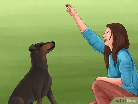 Image titled Train a Manchester Terrier Step 7