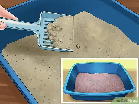 Image titled Remove Parasite Samples from a Cat Step 7