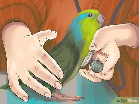 Image titled Care for a Pacific Parrotlet Step 16