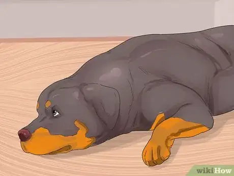 Image titled Diagnose Arthritis in Rottweilers Step 2