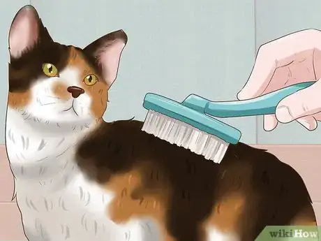 Image titled Take Care of an American Wirehair Cat Step 1
