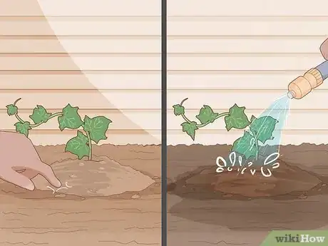 Image titled Keep an Ivy Plant Healthy Step 11