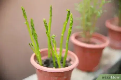 Image titled Eat Asparagus Step 5