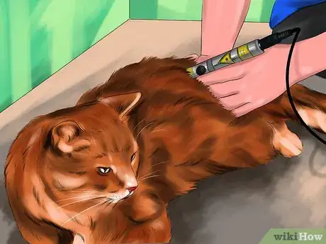 Image titled Treat a Cat with Acupuncture Step 12