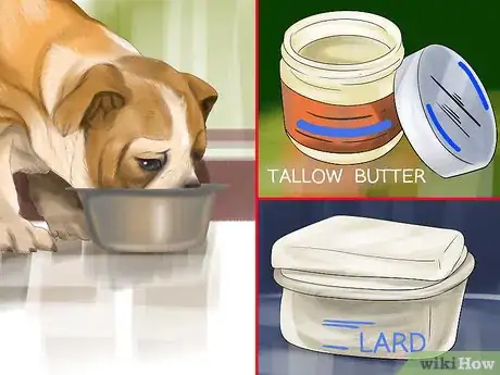 Image titled Choose Food for your Border Collie Step 9