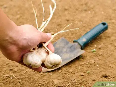 Image titled Dry Garlic Step 2