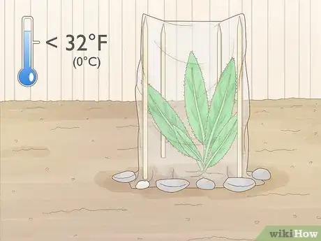 Image titled Grow Eryngium Foetidum Step 12