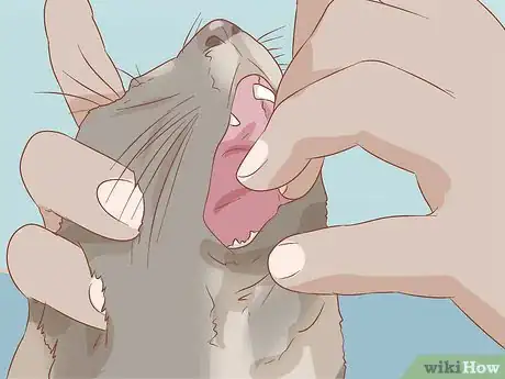Image titled Treat Cleft Palate in Cats Step 11