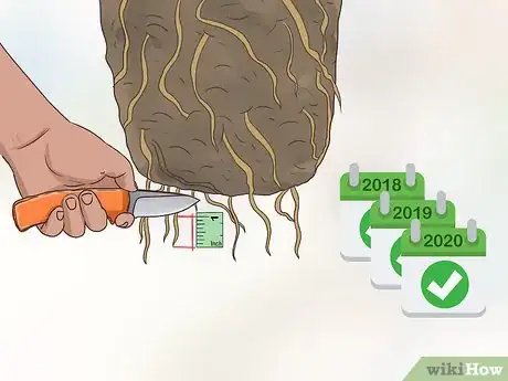 Image titled Grow Kumquat Step 16