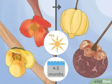 Image titled Grow Garcinia Cambogia Fruit Step 12