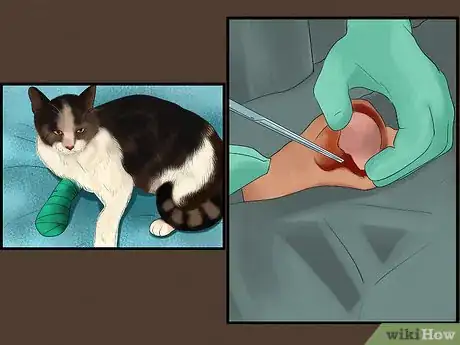 Image titled Budget for a New Cat Step 7