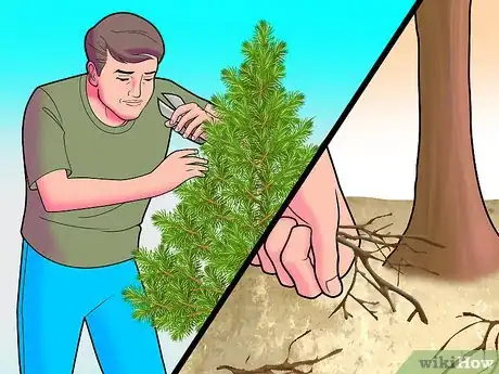 Image titled Plant Pine Trees Step 16