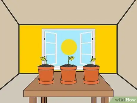 Image titled Plant Begonia Bulbs Step 04