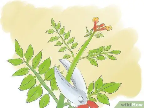 Image titled Prune a Trumpet Vine Step 9