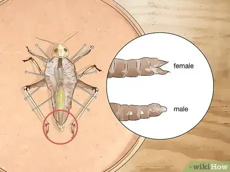 Image titled Dissect a Locust Step 11