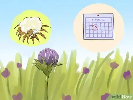 Image titled Harvest Milk Thistle Step 1