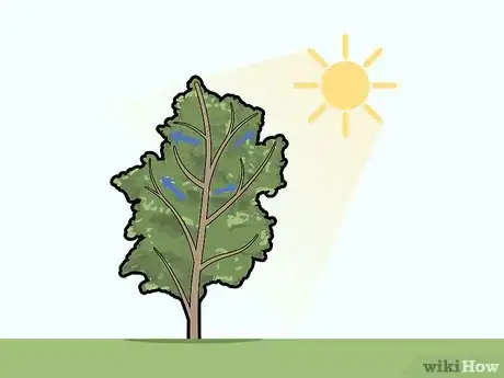 Image titled Prune Pecan Trees Step 5