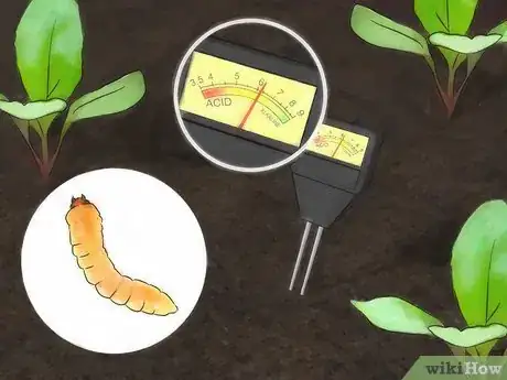 Image titled Grow Turnips Step 10