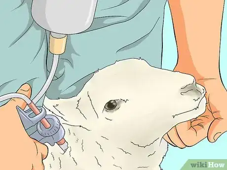Image titled Vaccinate a Sheep Step 5