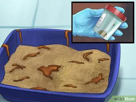 Image titled Remove Parasite Samples from a Cat Step 1