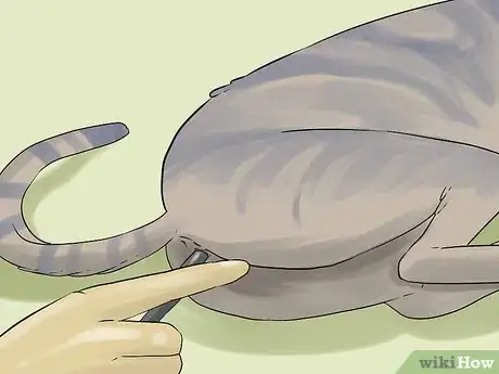 Image titled Diagnose Chronic Vomiting in Cats Step 19