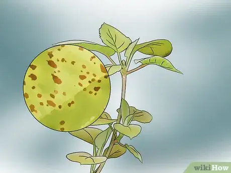 Image titled Kill Spider Mites Step 8