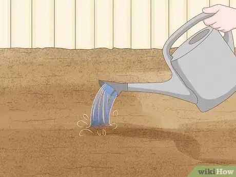 Image titled Grow Maca Step 10